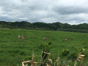 車から鹿が見えてびっくり！ 自然の豊かさを感じました。